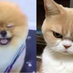 Perro sonriendo gato enojado