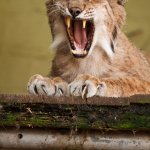 Lynx yelling