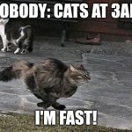Cats | NOBODY: CATS AT 3AM; I'M FAST! | image tagged in funny running cat | made w/ Imgflip meme maker