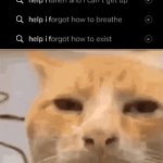 oh no! i forgot how to exist! | image tagged in gifs,memes,funny,cats,search | made w/ Imgflip video-to-gif maker