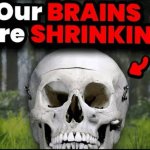 Our Brains Are Shrinking