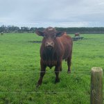 Staring cow template