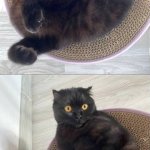 Companio "Oh shxx" cat