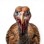 How hunrgy turkey edition