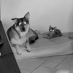 C and K are demons meme