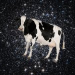 Space cow