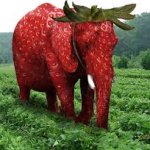 Strawberry Elephant