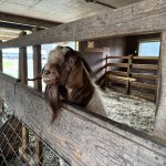 Overly Charismatic Goat