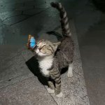 cat with butterfly