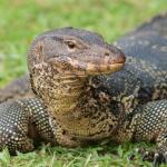 Monitor Lizard