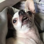 Revolted chihuahua
