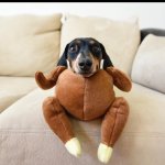 turkey dacshund