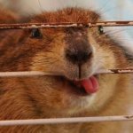 Gnawshank Redemption