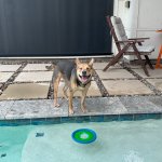 dog at pool