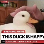 Happy duck meme