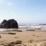 Tiktaalik goofy ahh walk GIF Template