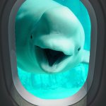 beluga plane window meme