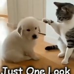 The Protector | Just One Look 
is 
ALL IT TOOK! | image tagged in gifs,puppy,cat,relatable,wholesome,mother knows best | made w/ Imgflip video-to-gif maker