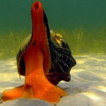 The Giant Horse Conch