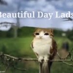 A meowl | Beautiful Day Lads | image tagged in a meowl | made w/ Imgflip meme maker