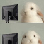 white rabbit looking at computer