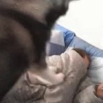 Dooley dog GIF Template