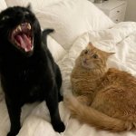 Aggresive Cat- WTF Cat