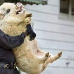 Cop carrying pig