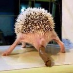 shitting hedgehog