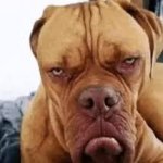 Ticked off dog template