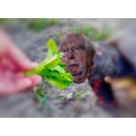 I'm looking for the Turtle People