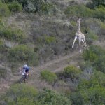 Giraffe and cyclist