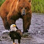 Bears vs Eagles