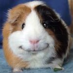 malicious guinea pig smile template