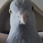 Disappointed pigeon