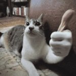 Cat thumbs up