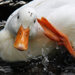 Salute duck template