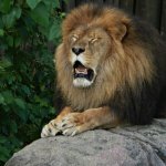 emotional african lion