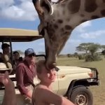 Wild Ride | Catch & Release | image tagged in gifs,giraffe,woman,not fun,ride,wild | made w/ Imgflip video-to-gif maker