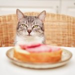 Cat with food