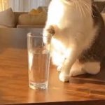 Cat with a glass of water meme