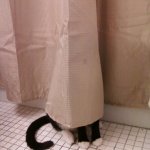 Cat hiding behind curtain meme