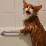 Cat in bath
