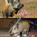 Hometown 10 VS Exotic 10