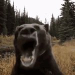 bear breakcore GIF Template