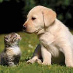Kitten and puppy
