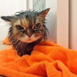 Wet cat