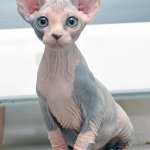 Sphynx kitten