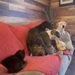 Cat and dogs in sofa meme