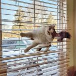 Cat in blinds meme